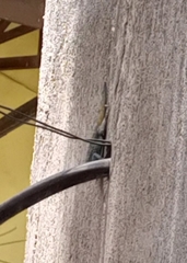 Acanthocercus annectans