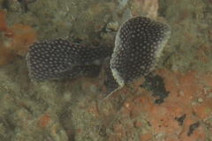 Adeona grisea