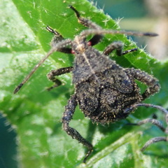 Acanthocoris