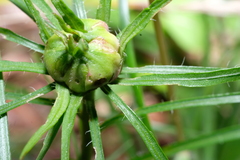 Asphondylia lacinariae
