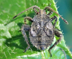 Acanthocoris