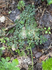 Selinum carvifolia