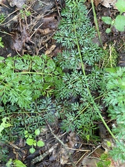 Selinum carvifolia