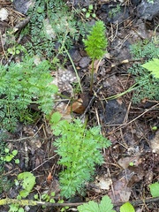 Selinum carvifolia