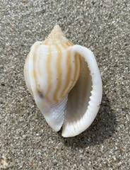 Phalium flammiferum
