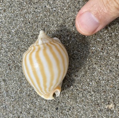 Phalium flammiferum
