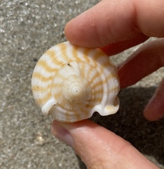 Phalium flammiferum