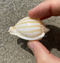 Phalium flammiferum