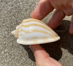 Phalium flammiferum