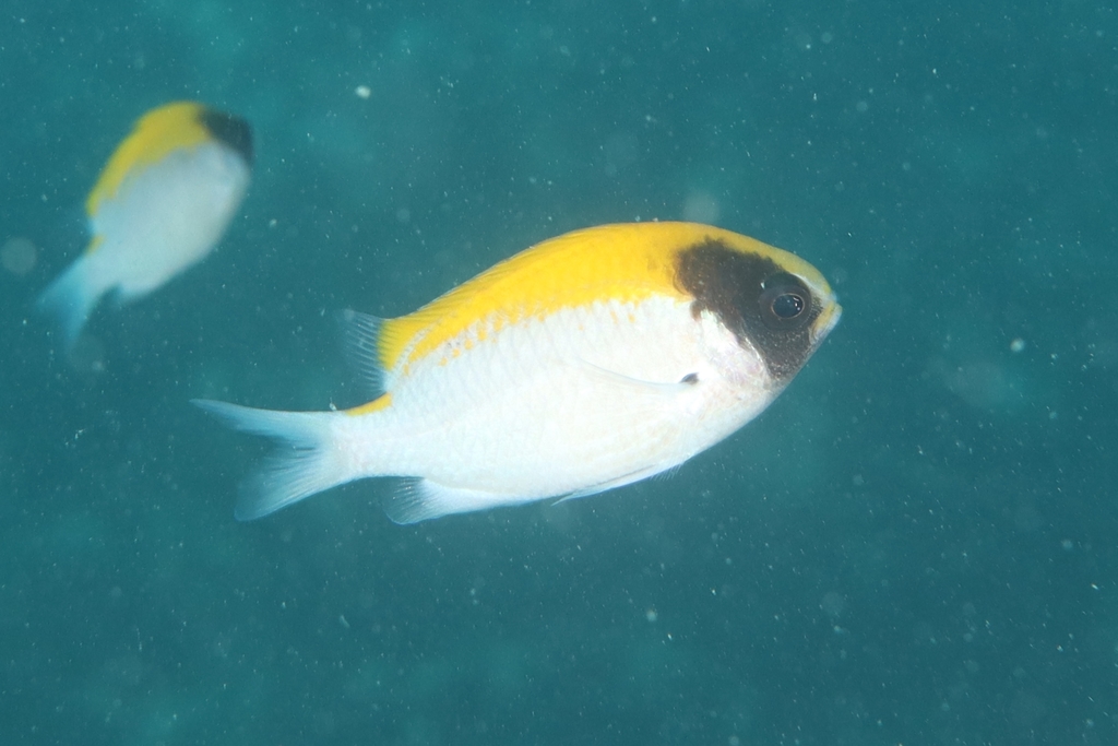 Blackhead puller (Chromis klunzingeri) — Pomacentridae