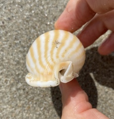 Phalium flammiferum