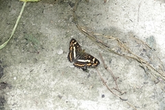 Araschnia prorsoides