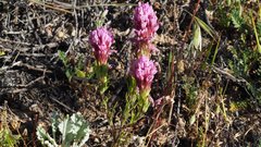 Castilleja exserta exserta