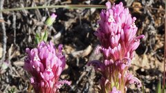 Castilleja exserta exserta