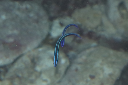 Braun's hulafish (Trachinops brauni) — Plesiopidae — 5