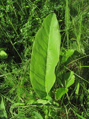 Limonium platyphyllum