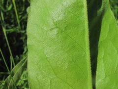 Limonium platyphyllum