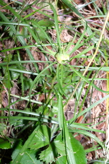 Asphondylia lacinariae