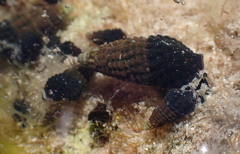 Lampanella minima