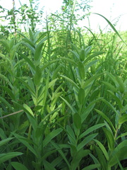 Pentanema germanicum