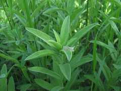 Pentanema germanicum