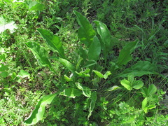 Limonium platyphyllum