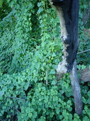 Zehneria scabra