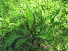 Limonium platyphyllum
