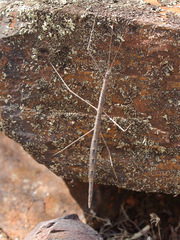 Hyrtacus tuberculatus