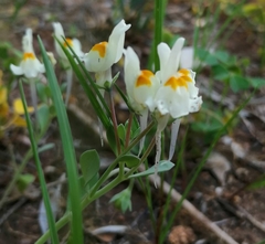 Linaria reflexa