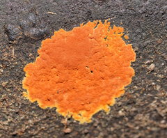 Hypoxylon crocopeplum