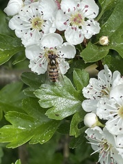 Epistrophe nitidicollis