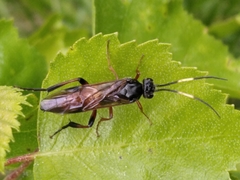 Euura insignis