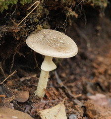 Amanita cinereoannulosa