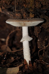 Amanita cinereoannulosa