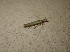 Pleurota aristella