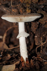 Amanita cinereoannulosa