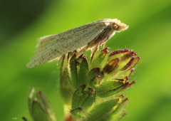 Clepsis senecionana