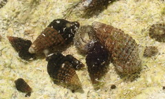 Lampanella minima