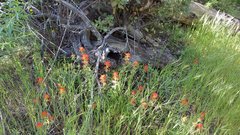 Castilleja martini martini