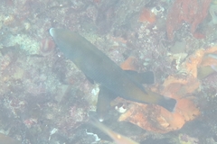 Anampses geographicus