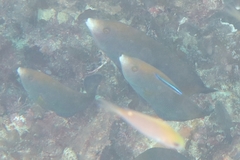 Anampses geographicus