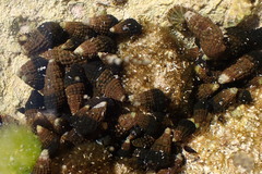 Lampanella minima