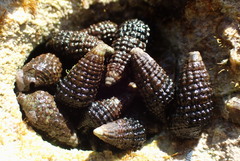Lampanella minima