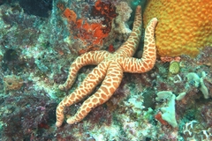 Echinasteridae