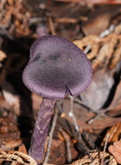 Cortinarius kioloensis