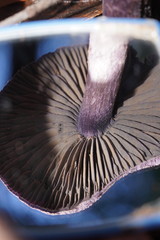 Cortinarius kioloensis