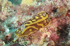 Halgerda theobroma