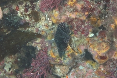 Adeona grisea