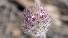 Trifolium albopurpureum